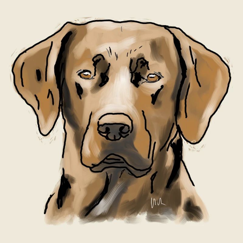 Labrador