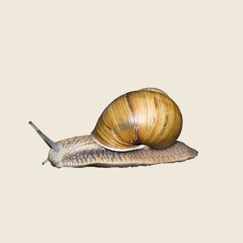 escargot brun
