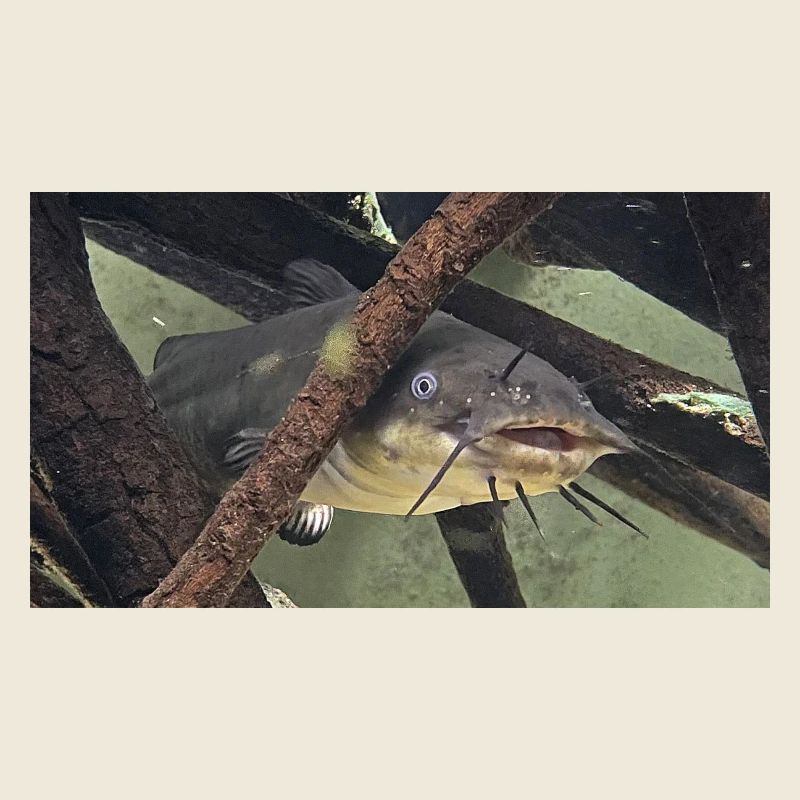 poisson chat aeiurus melas siluriforme xl