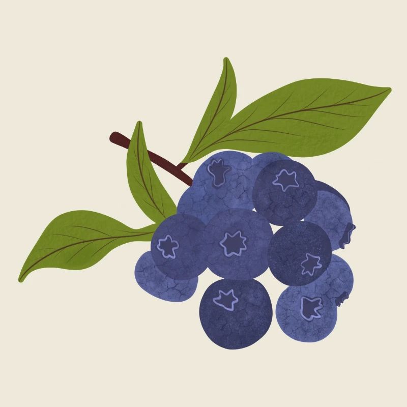 Isolierte Heidelbeere