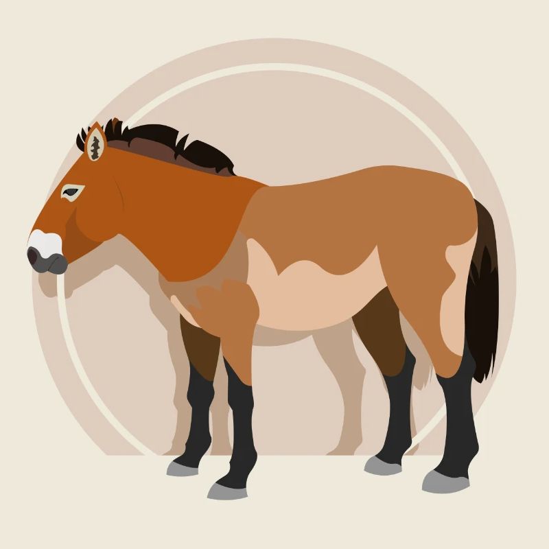 Przewalski Horse 01