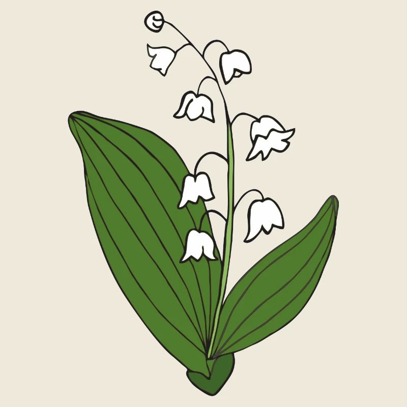 Muguet