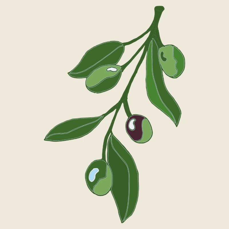 Olivenzweig Botanik Illustration