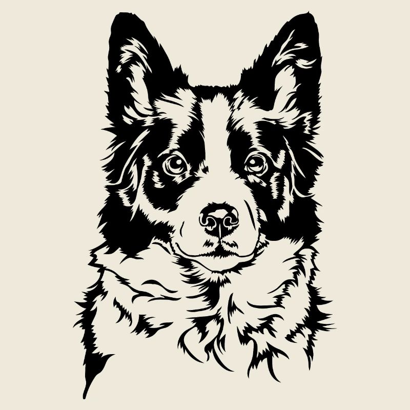 BORDER COLLIE Portrait Dogs Herding Dogs Wilsigns