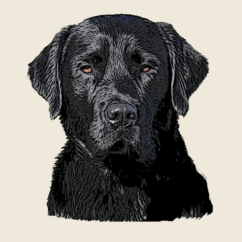 Labrador schwarz