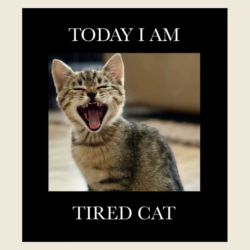Tired kitten with humor text
