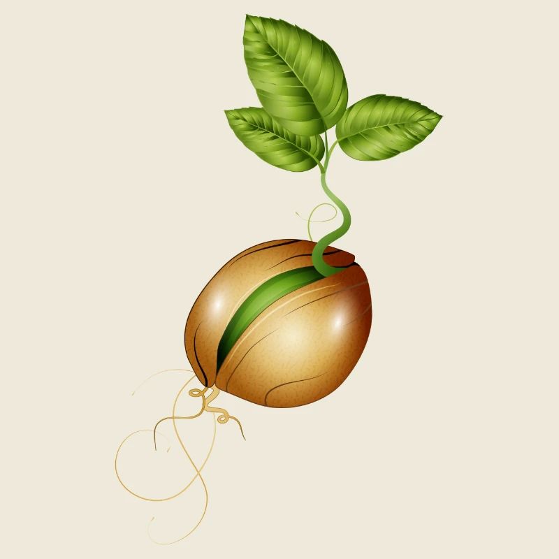 germination de petites graines dans le sol