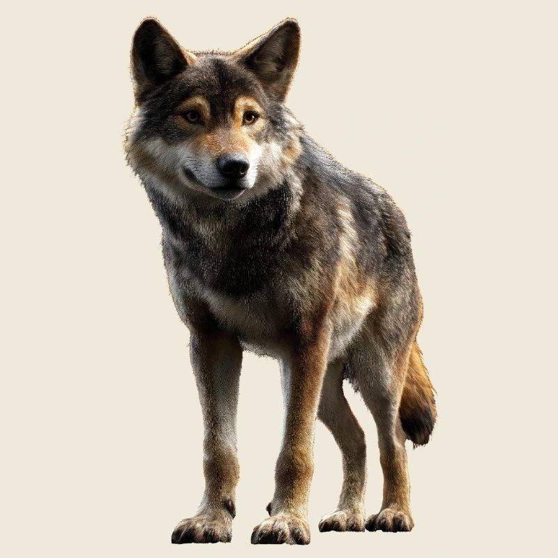 Wolf Liebe Wölfe Wolfsrudel Wolfshund Wilder Wolf