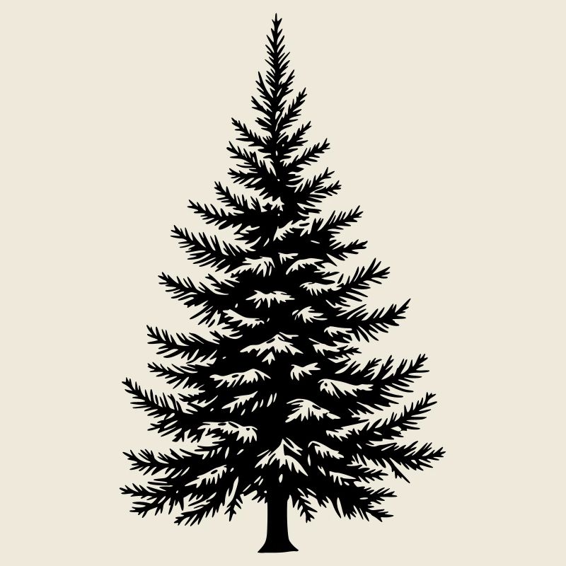 Tree Spruce Fir Conifer Vector