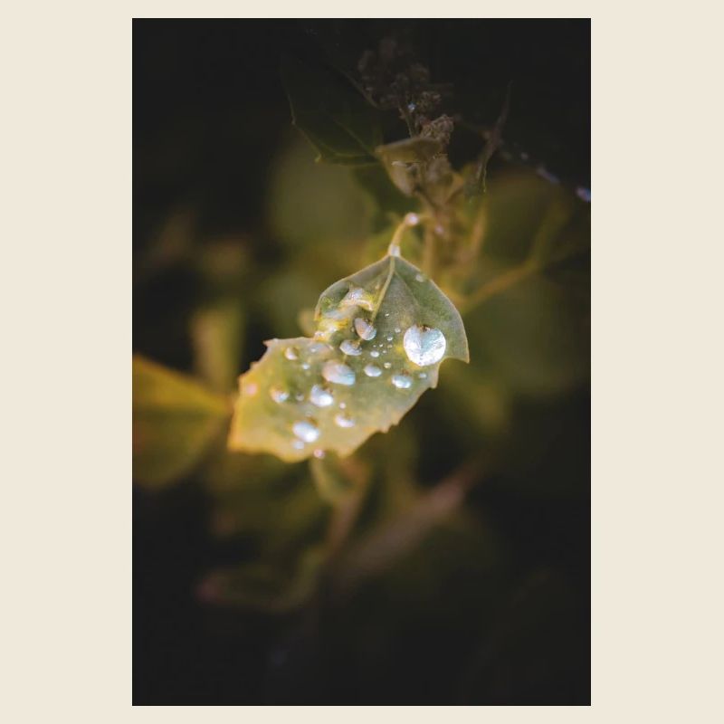 Gouttes d’eau de feuille