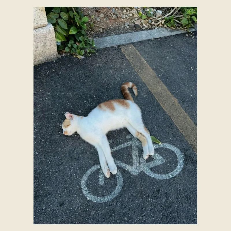 Chat sur la piste cyclable