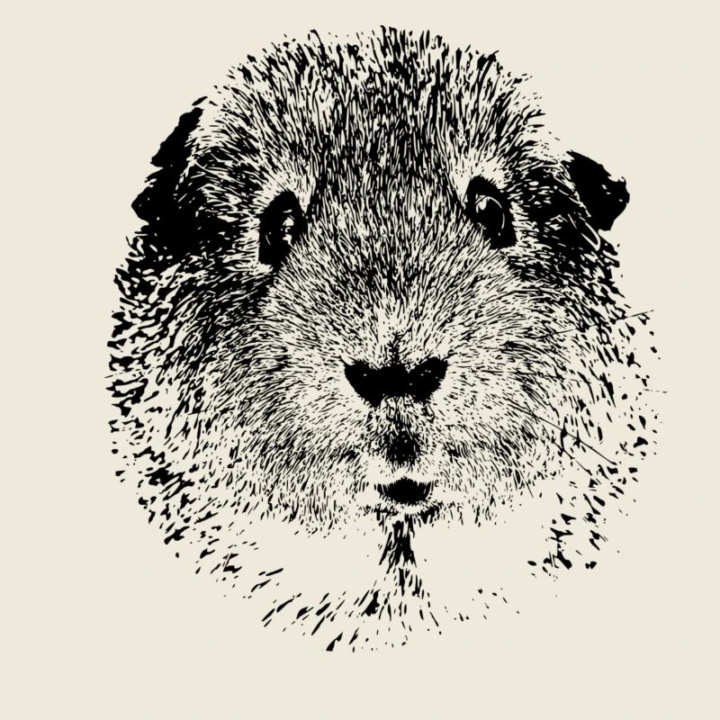 Guinea pig