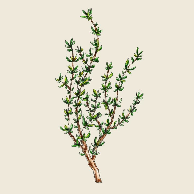 thyme