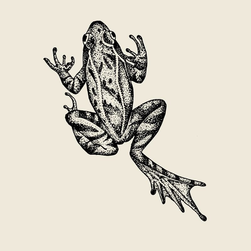 grenouille