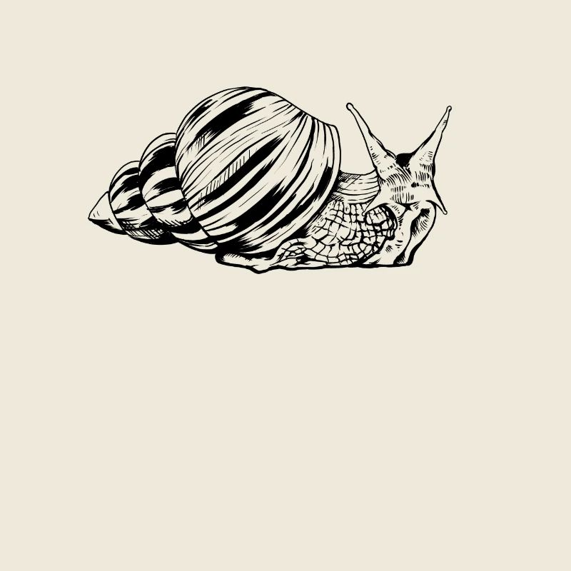 Dessin d’un escargot agate - escargots