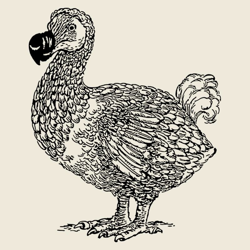 Dodo