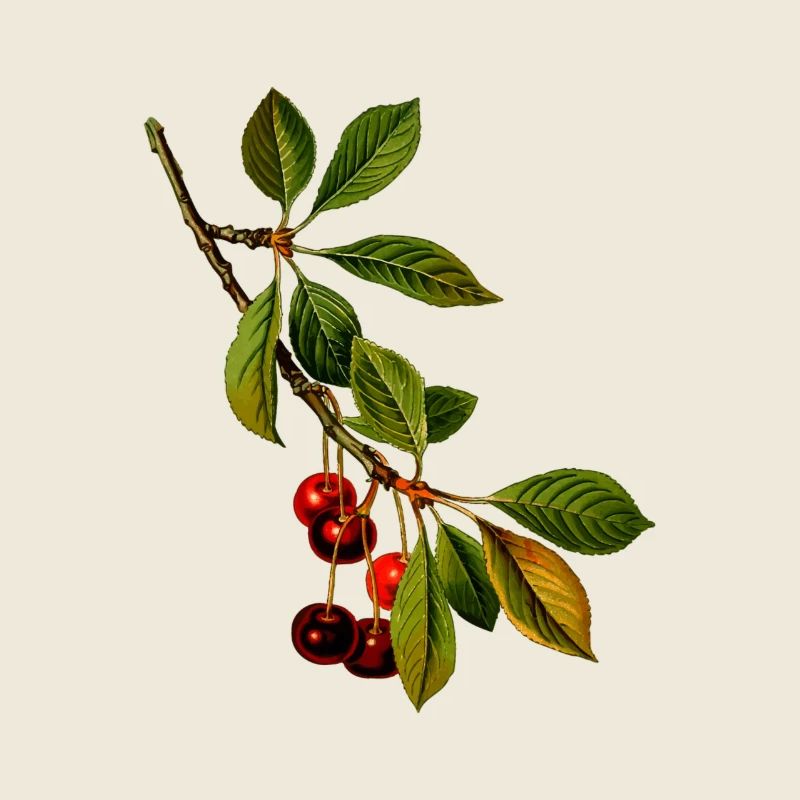 branche cerises