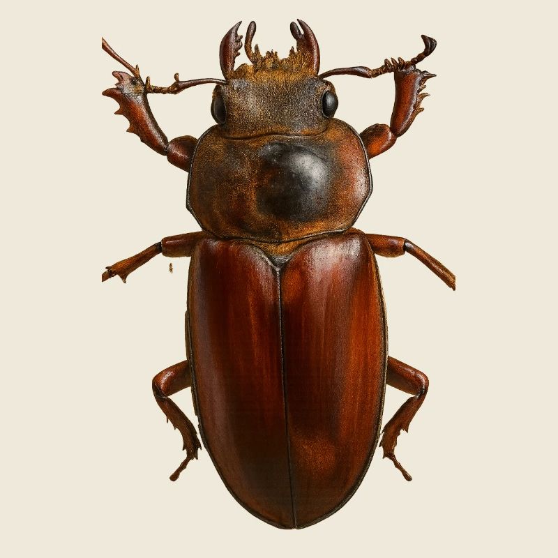 Bronze Bug Crest