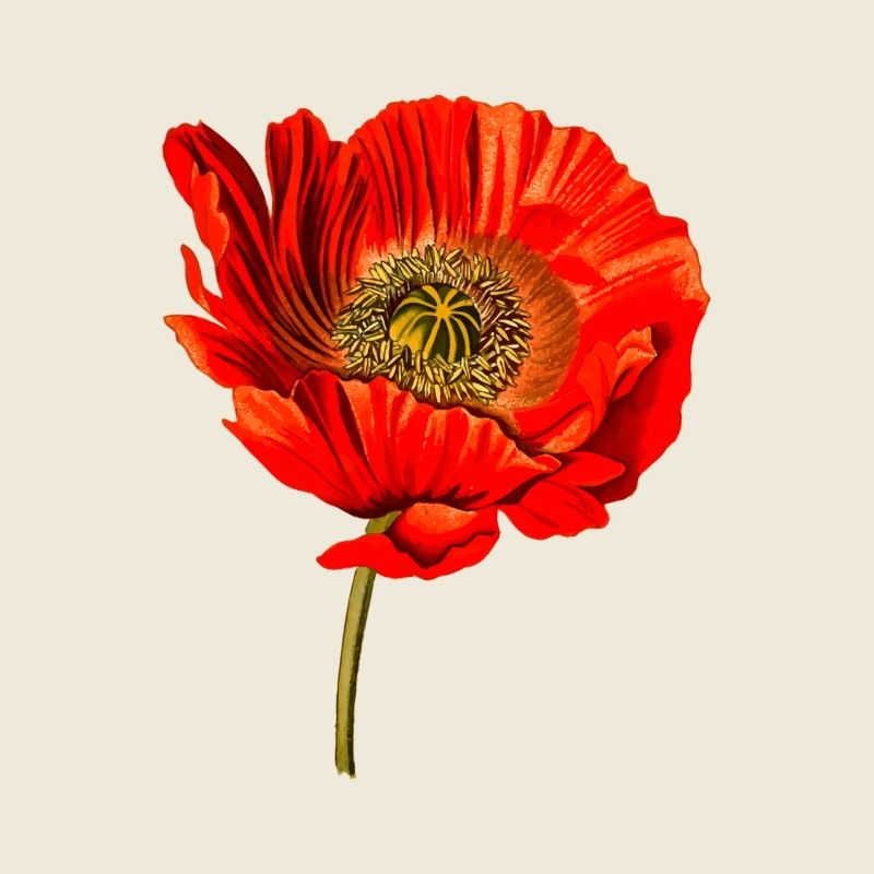 Mohn Blume