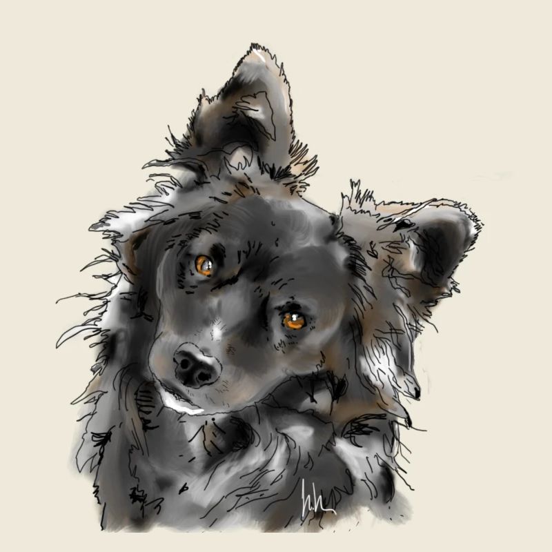 Australian Shepherd
