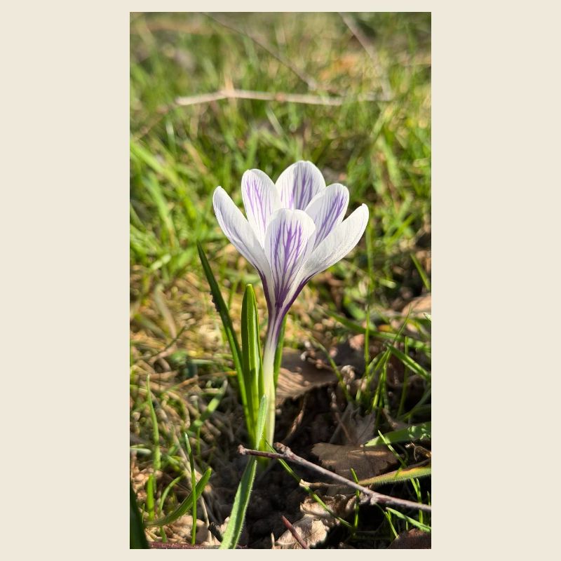 crocus