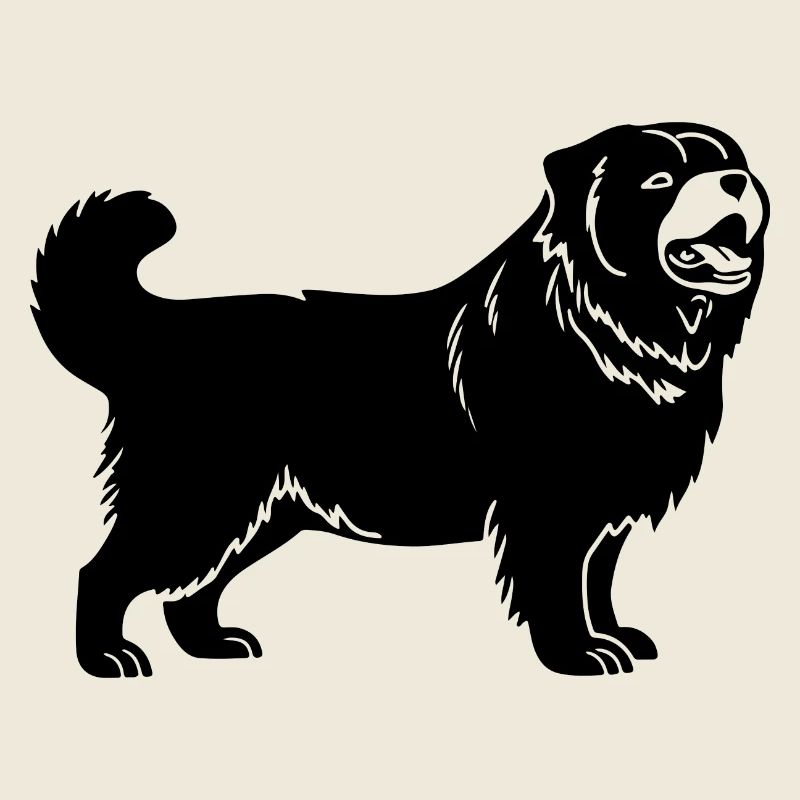 Chow Chow Hund