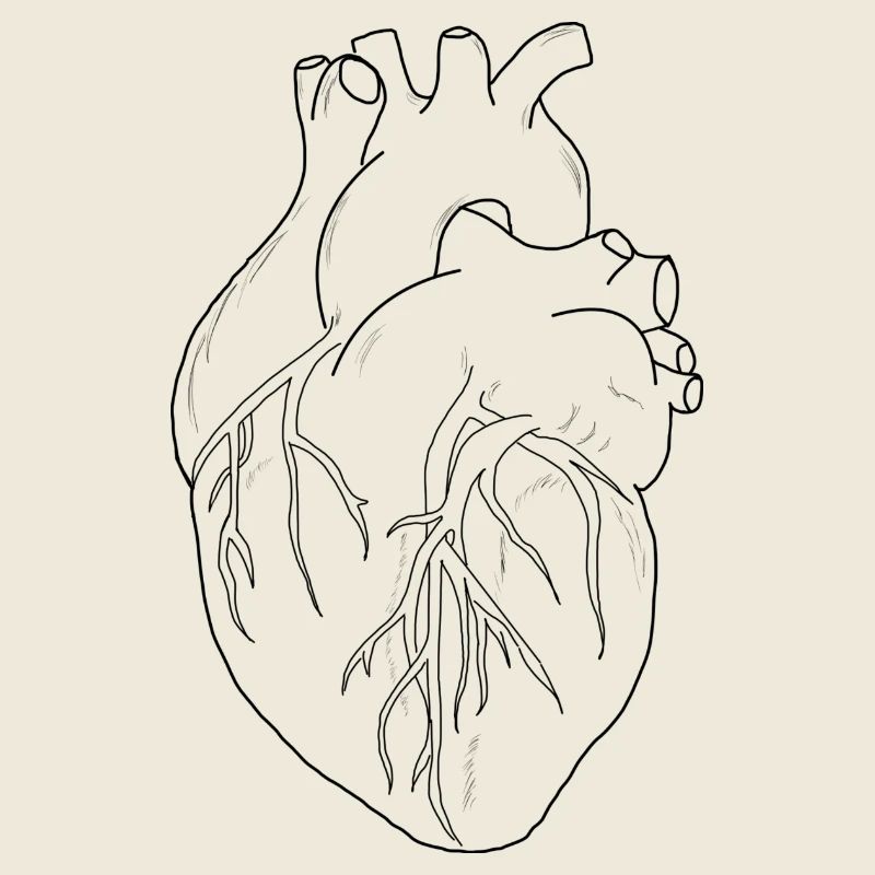 Anatomisches Herz