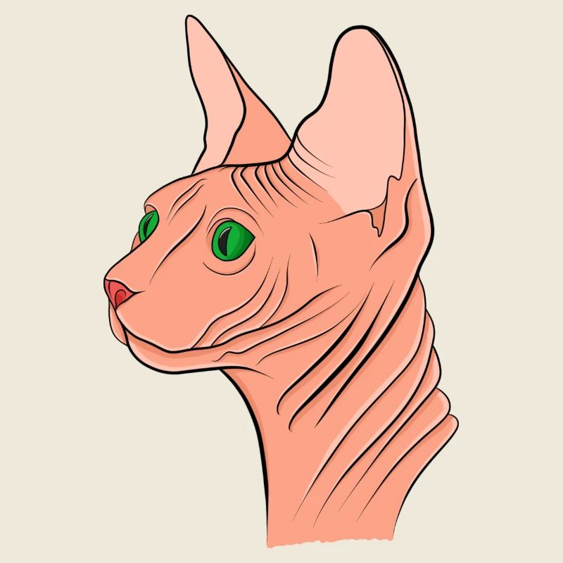 Sphynx Katze