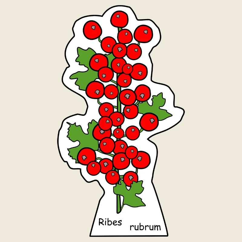 Red currants