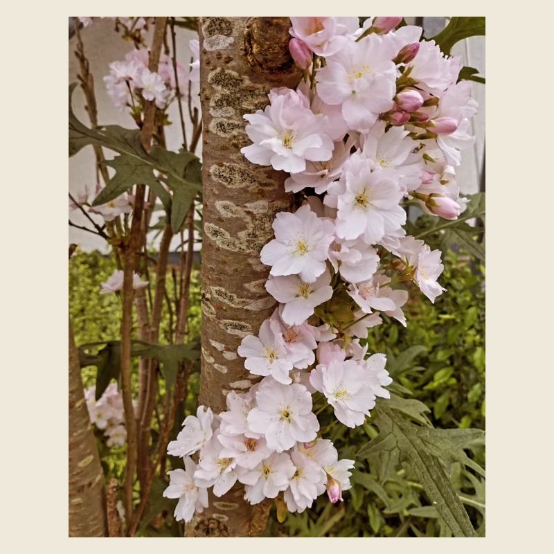 Fleurs de cerisier délicates sur tronc d’arbre