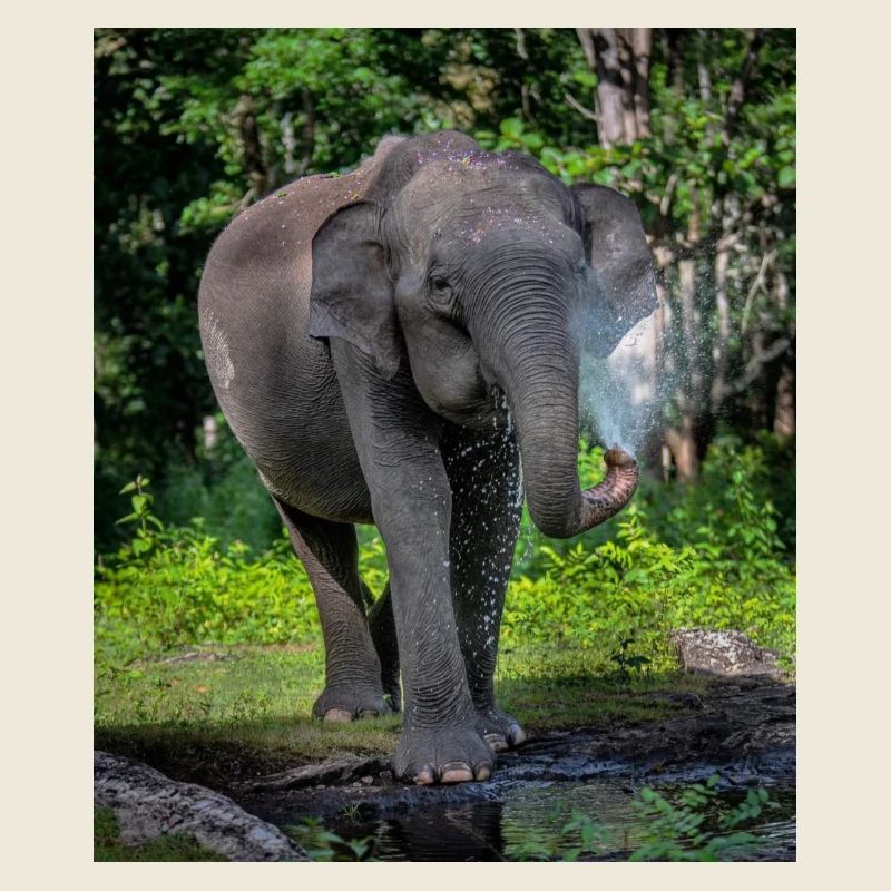 Beautiful Elephant