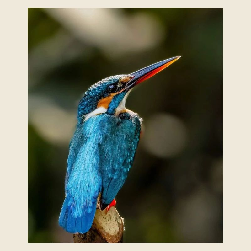 Kingfisher Bird