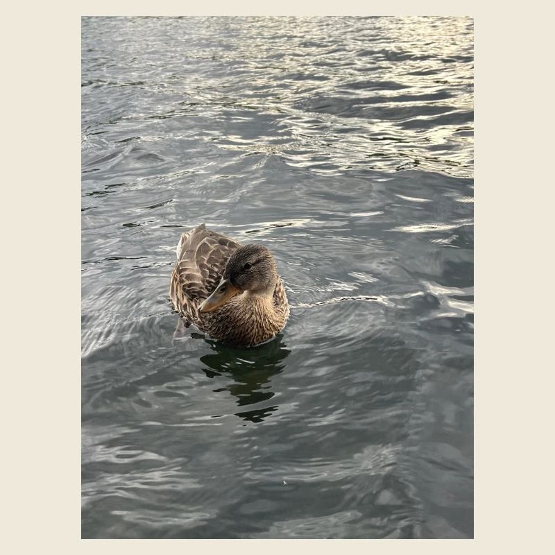 Duck on calm water