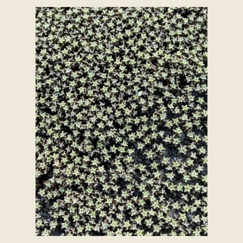 Sternchenmuster im Grünschimmer