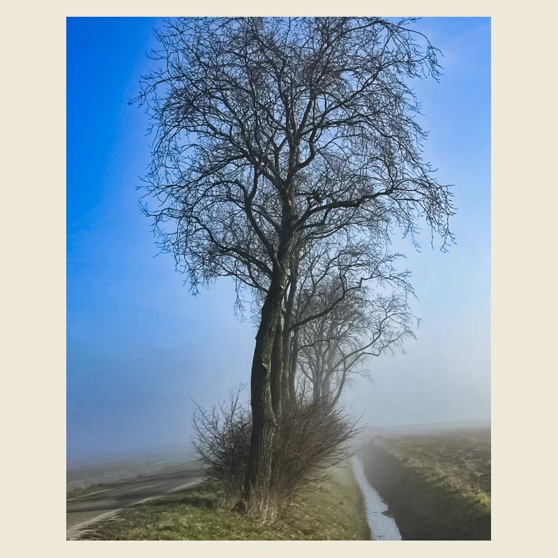 Lonely tree in morning mist