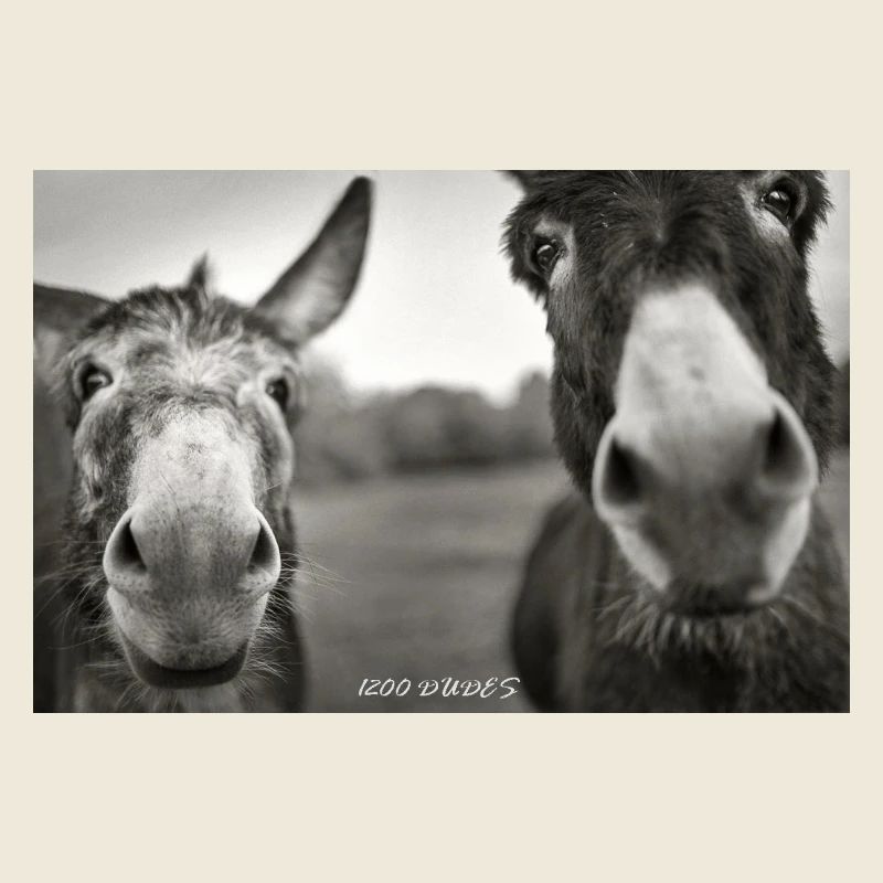 1200 Esel_Dudes