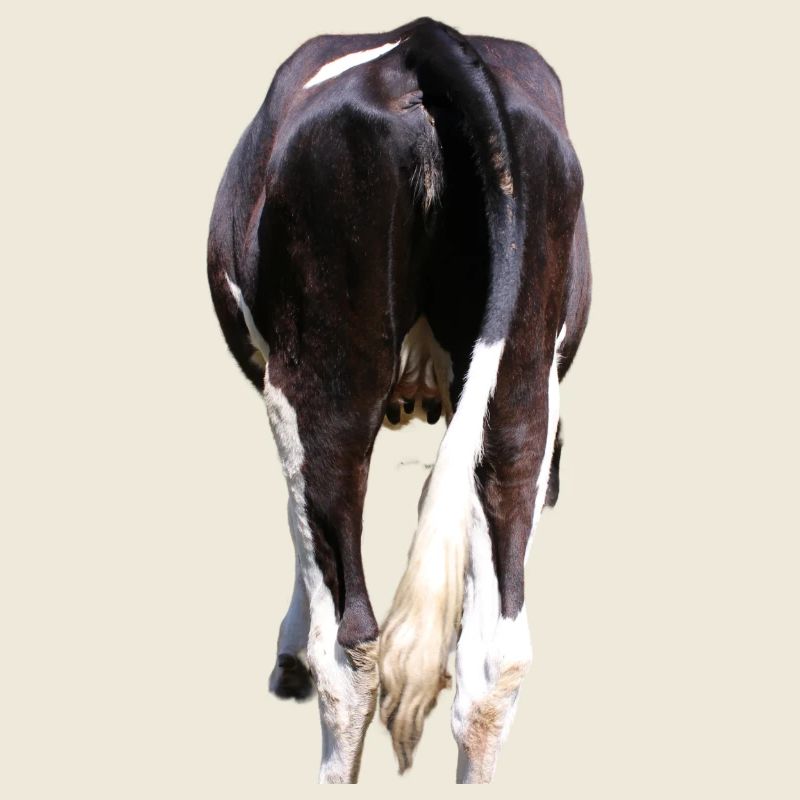 Vache