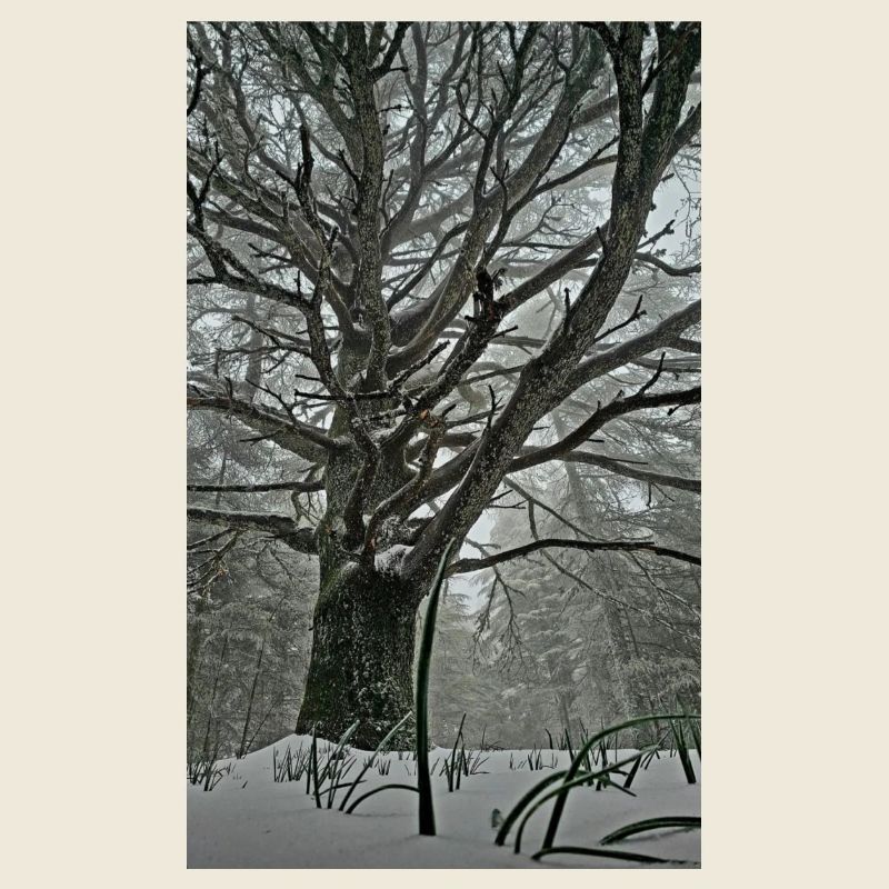 Dream of the Forest