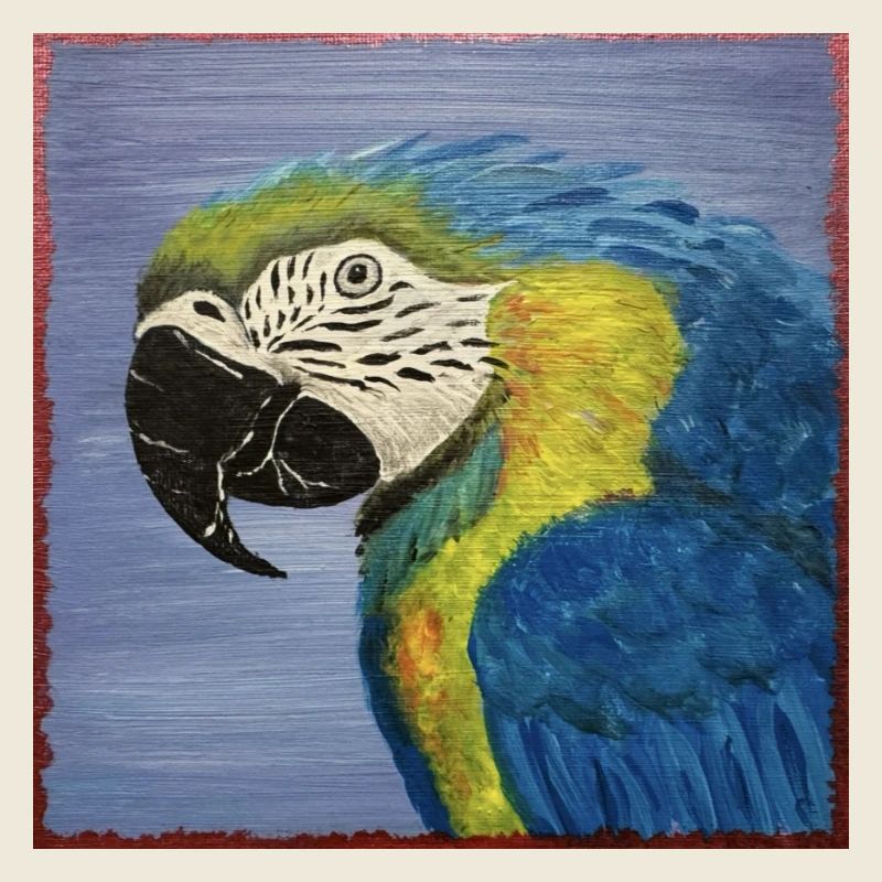 Macaw Parrot