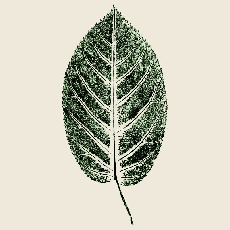 Buchenblatt / Blatt / GRÜN