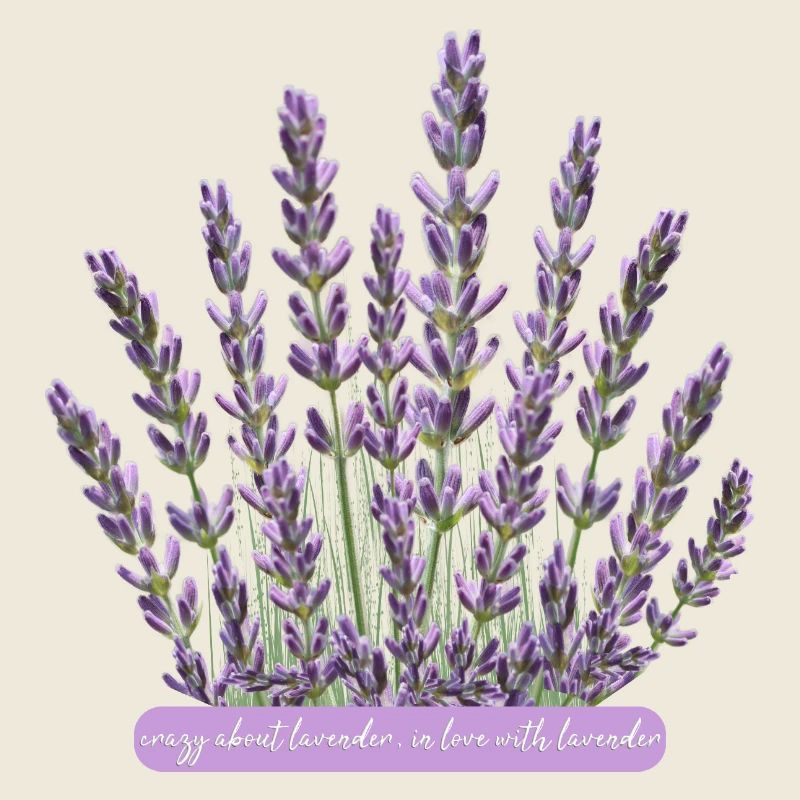 Lavendelblüten verrückt nach Lavendel