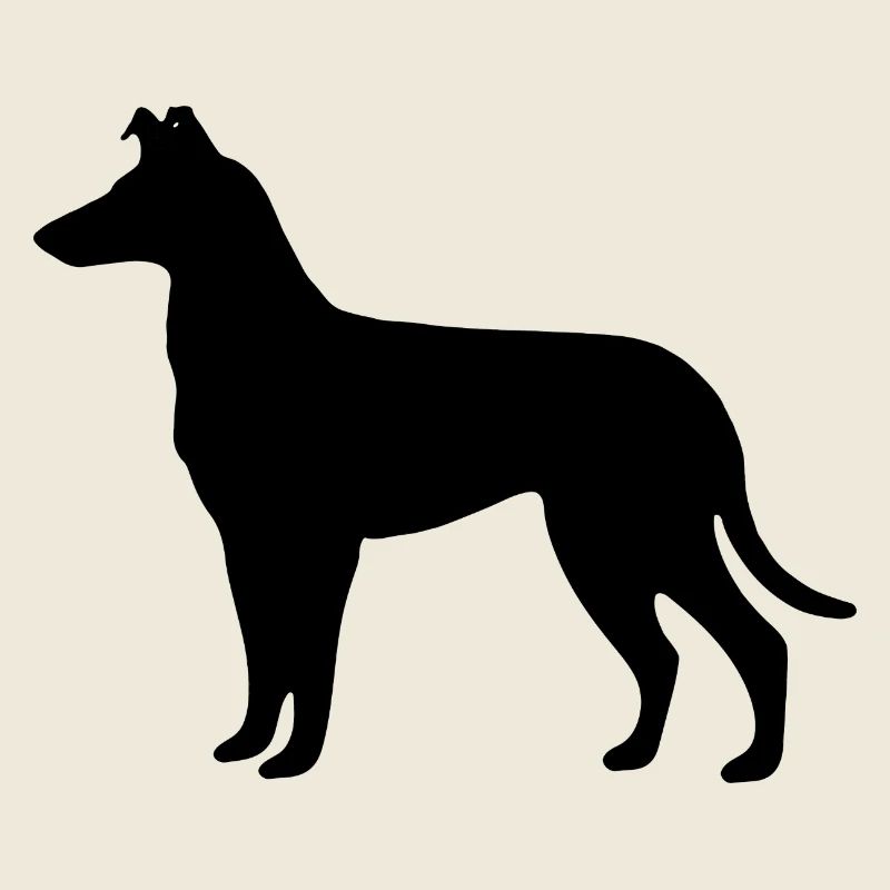 Collie_Schwarz