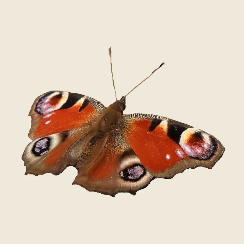 Papillon ozone rouge