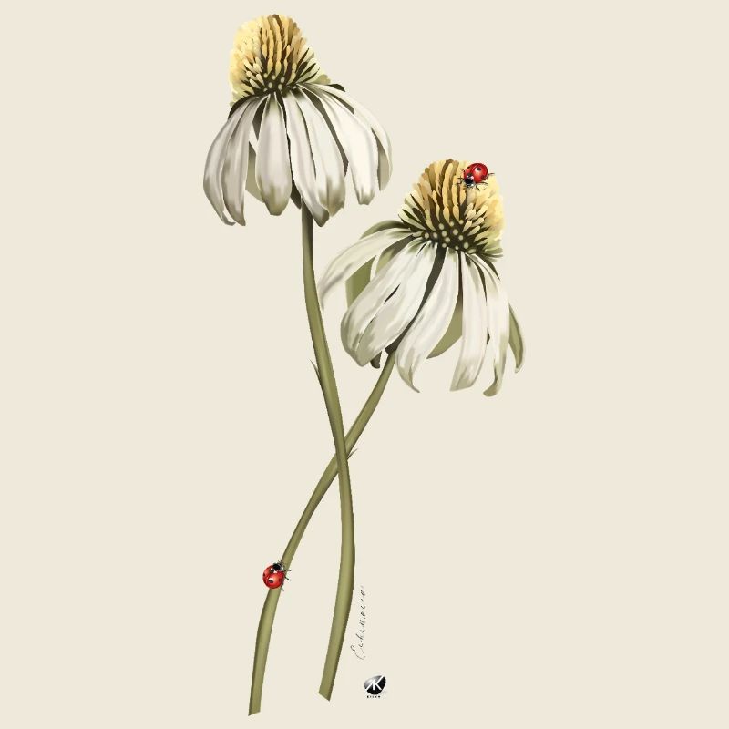 Red ladybugs on echinacea flower illustration