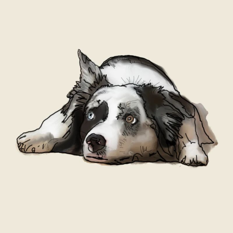 Australian Shepherd