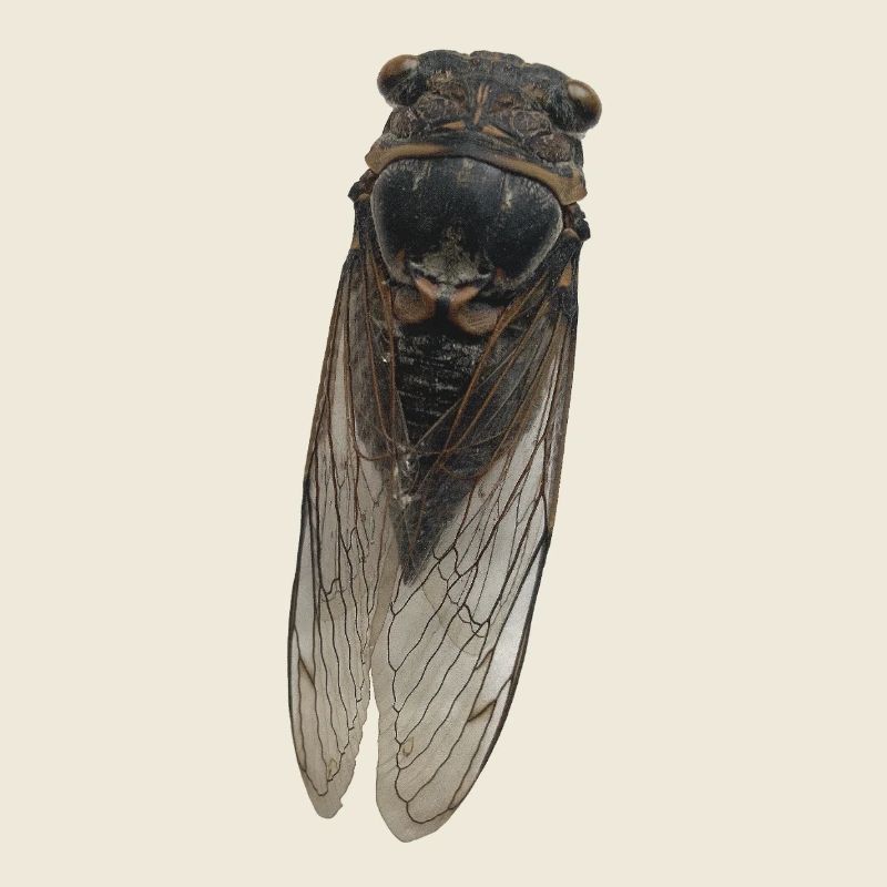 Cicada