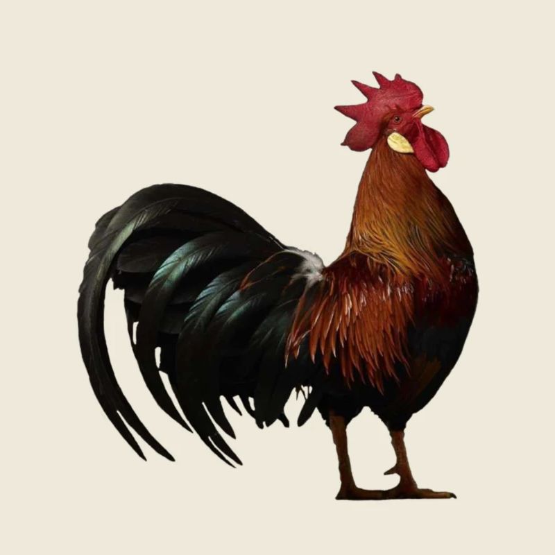rooster am431