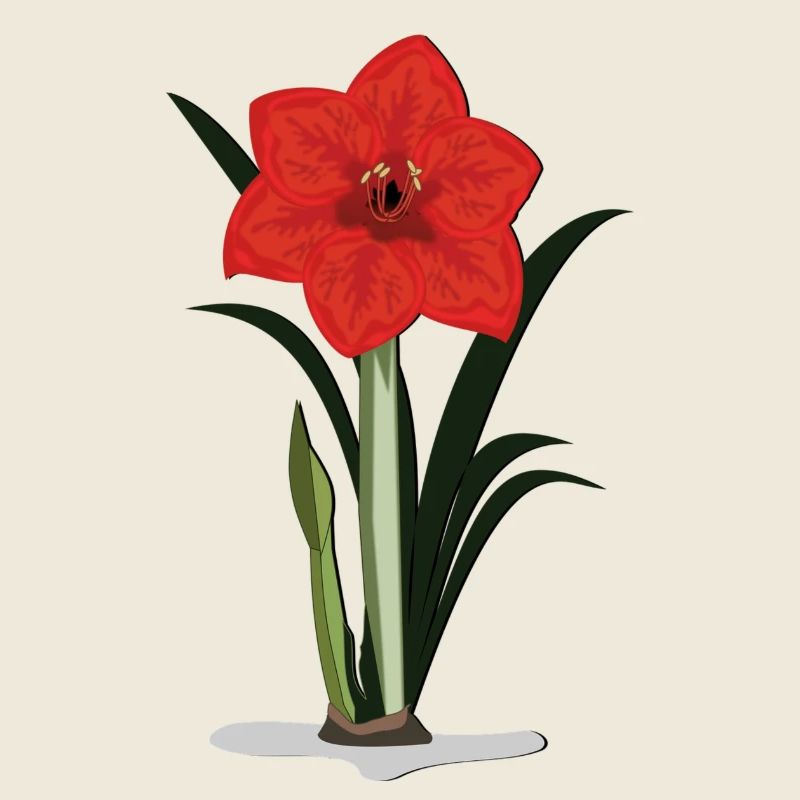 Amaryllis