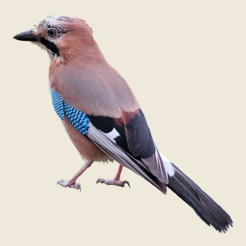 jay am431