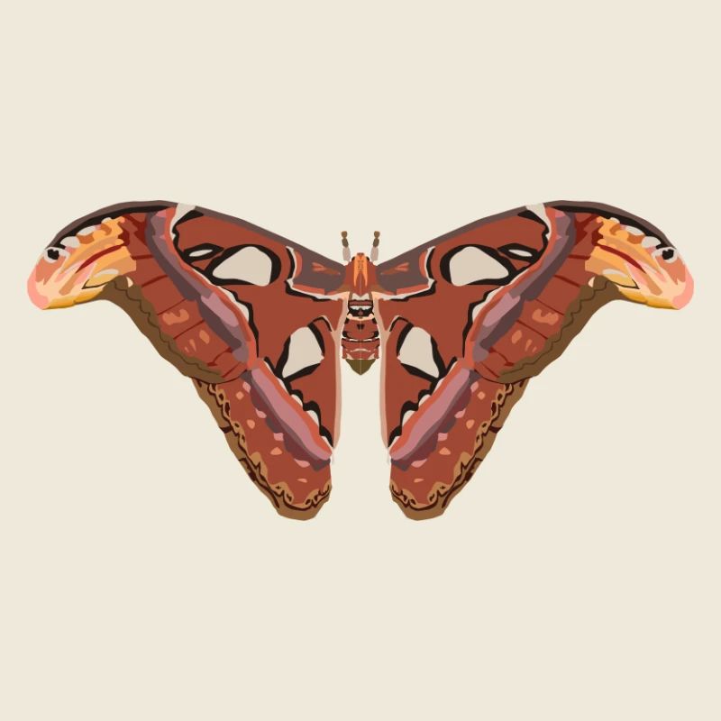 Schmetterlinge: Der Atlasspinner